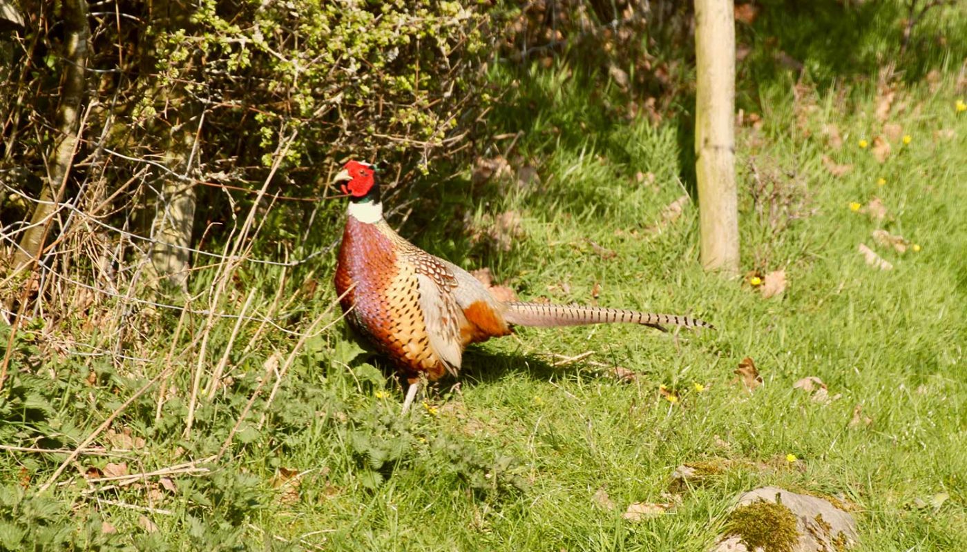 Pheasent in teh field at our holiday cottage