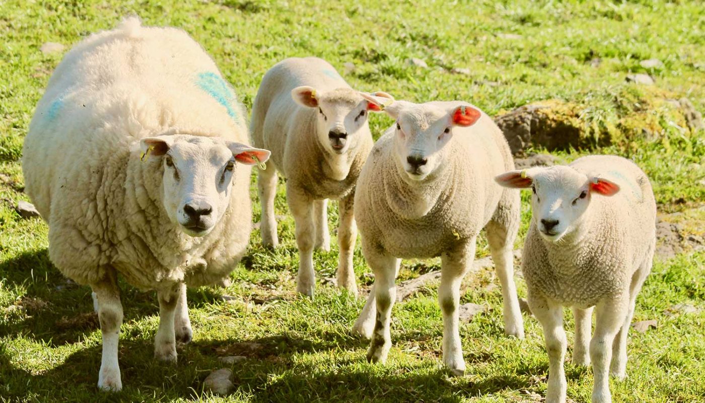 Sheep in fields near our cottage